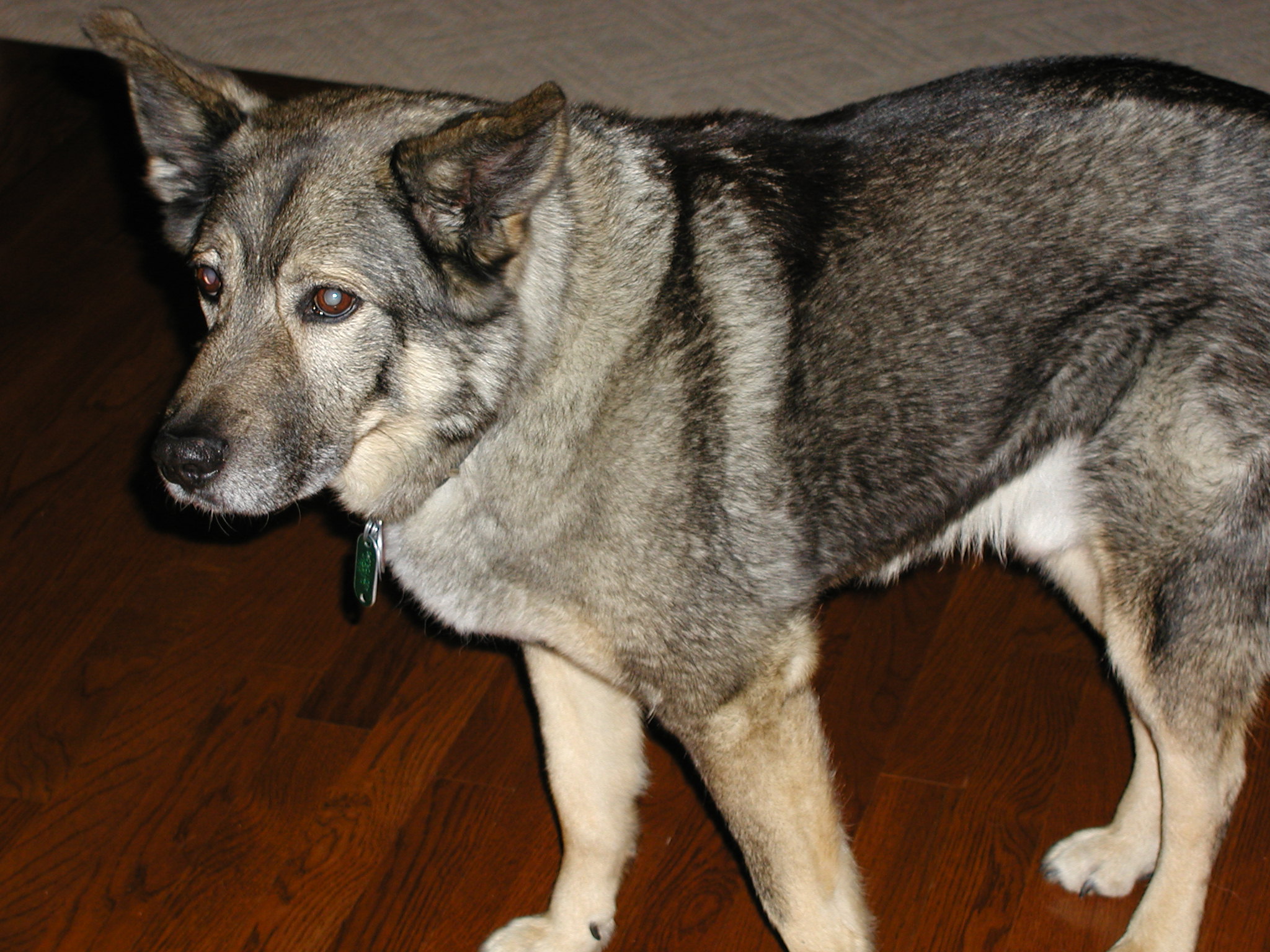 A picture of Pete the dog, a Norwegian Elkhound mix.